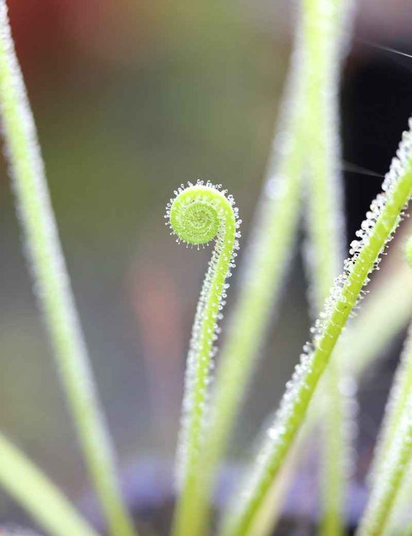 Drosera filiformis var. tracyi - Mini-mottes