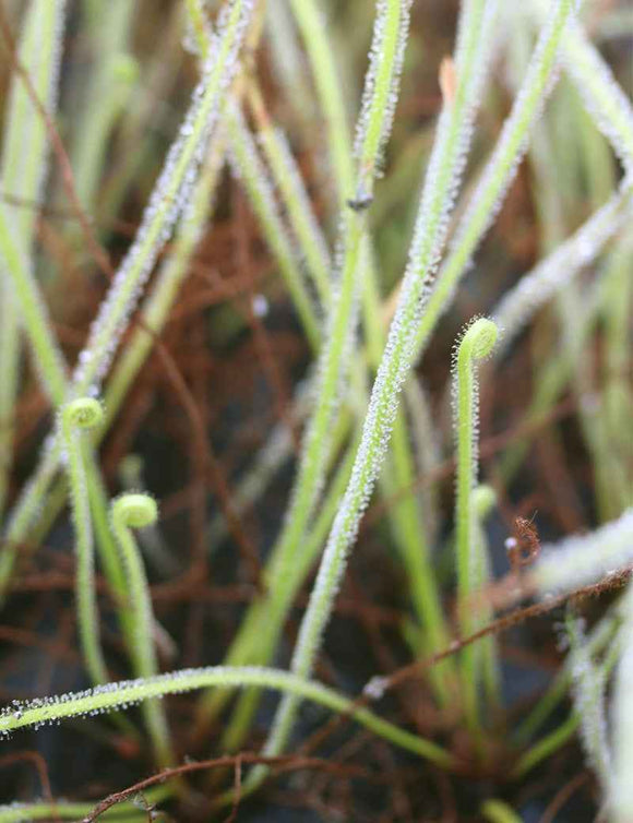 Drosera filiformis var. tracyi - Mini-mottes
