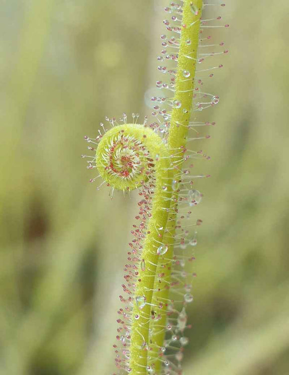 Drosera filiformis 'Florida Giant' - Mini-mottes