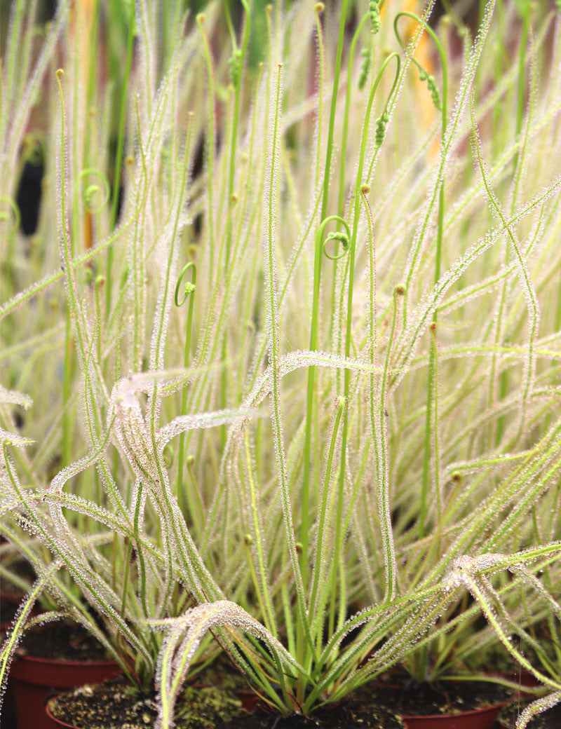 Drosera filiformis 'Florida Giant' - Mini-mottes