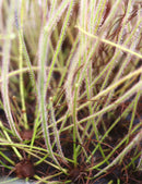 Drosera filiformis 'Florida Giant' - Mini-mottes