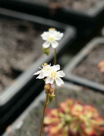 Drosera spatulata var. lovellae - Mini-mottes