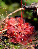 Drosera spatulata var. lovellae - Mini-mottes