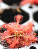 Drosera spatulata var. lovellae - Mini-mottes