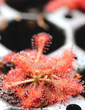 Drosera spatulata var. lovellae - Mini-mottes