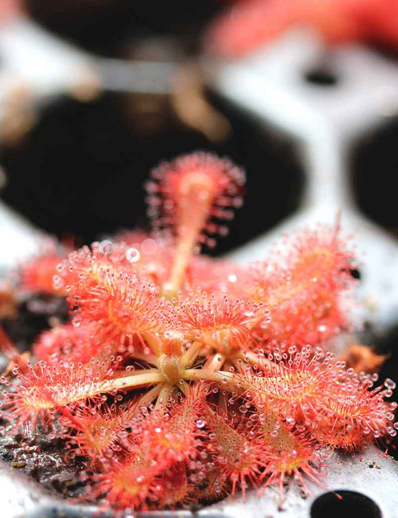 Drosera spatulata var. lovellae - Mini-mottes