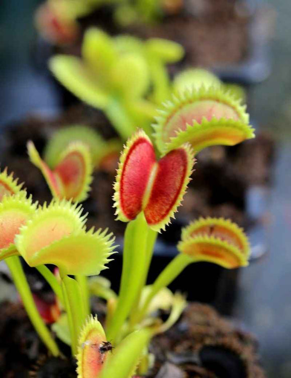 Dionaea muscipula 'UK Sawtooth II' - Mini-mottes