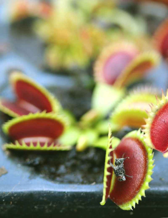 Dionaea muscipula 'UK Sawtooth II' - Mini-mottes