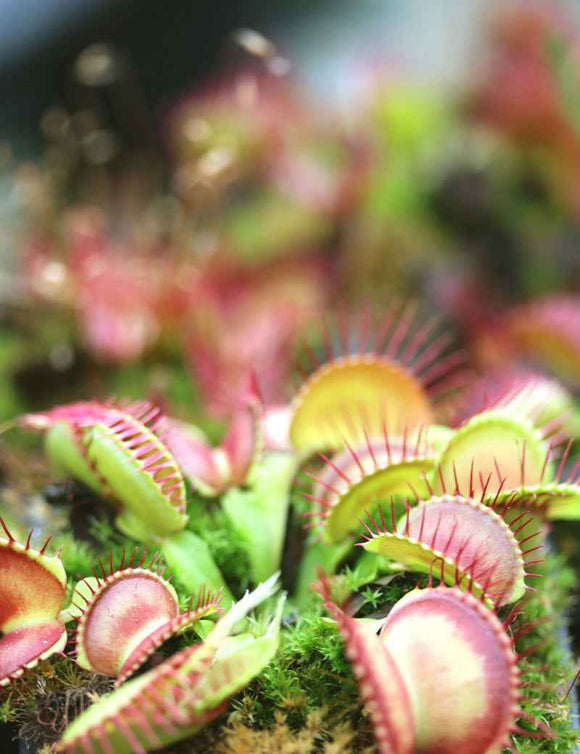 Dionaea muscipula 'Paradisia' - Mini-mottes