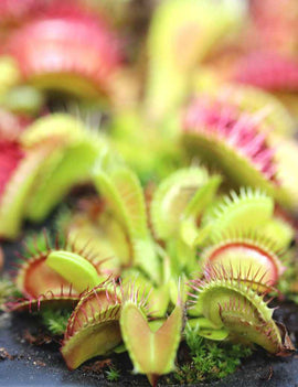 Dionaea muscipula 'Paradisia' - Mini-mottes