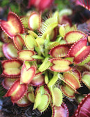 Dionaea muscipula 'Paradisia' - Mini-mottes