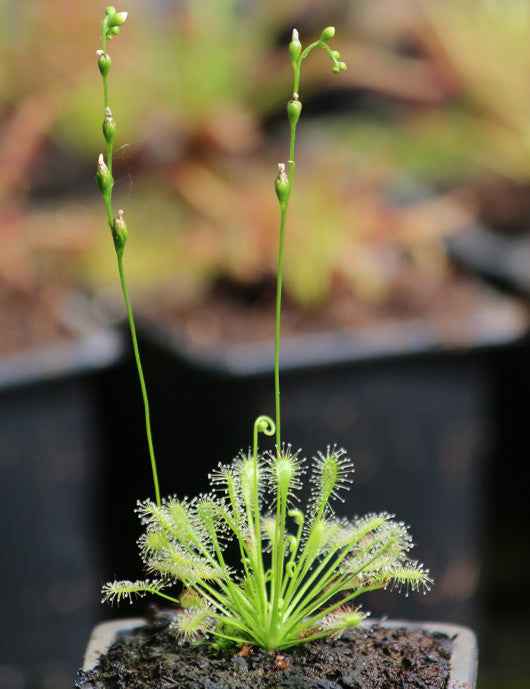 Drosera intermedia all green - Mini-mottes