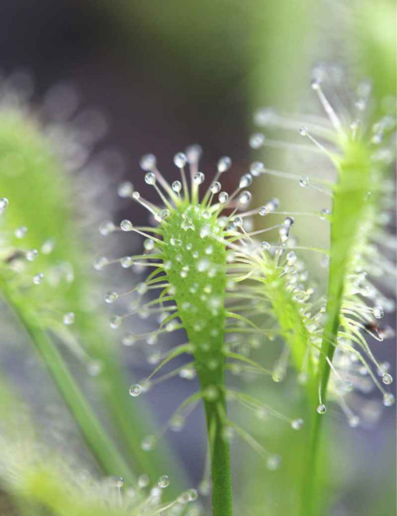 Drosera intermedia all green - Mini-mottes