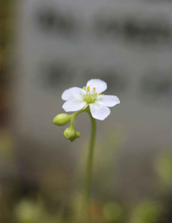 Drosera intermedia all green - Mini-mottes