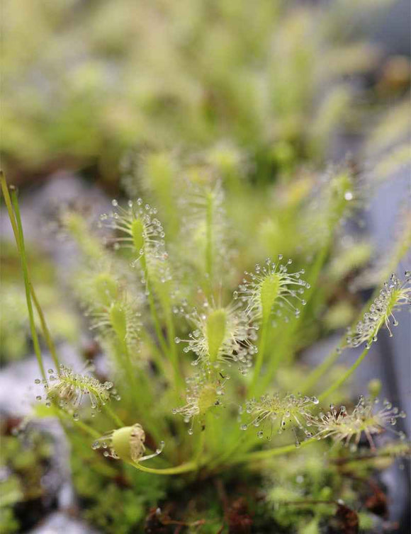 Drosera intermedia all green - Mini-mottes