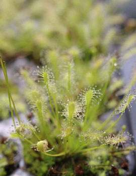 Drosera intermedia all green - Mini-mottes