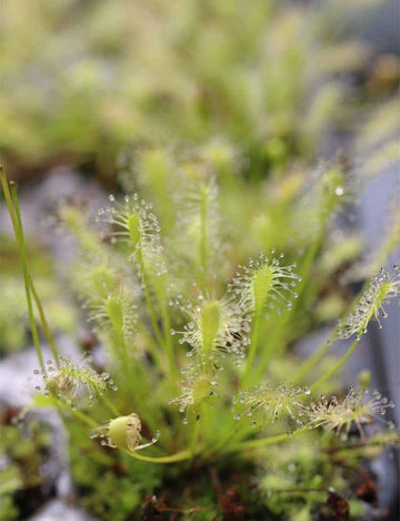 Drosera intermedia all green - Mini-mottes