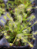 Drosera intermedia all green - Mini-mottes