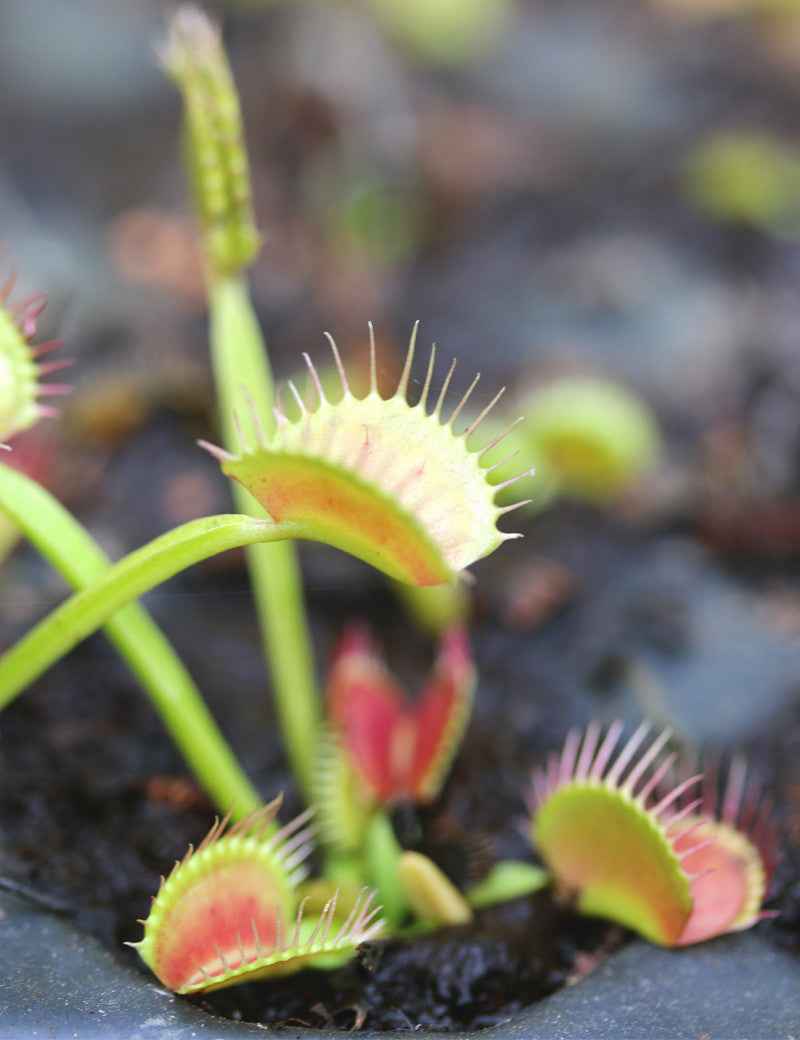 Dionaea muscipula filiforme - Mini-mottes