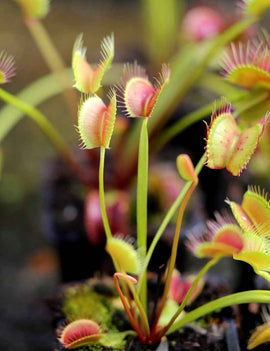 Dionaea muscipula filiforme - Mini-mottes
