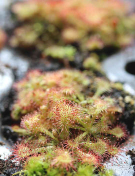 Drosera tokaïensis - Mini-mottes