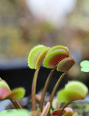 Dionaea muscipula 'Red Piranha' - Mini-mottes