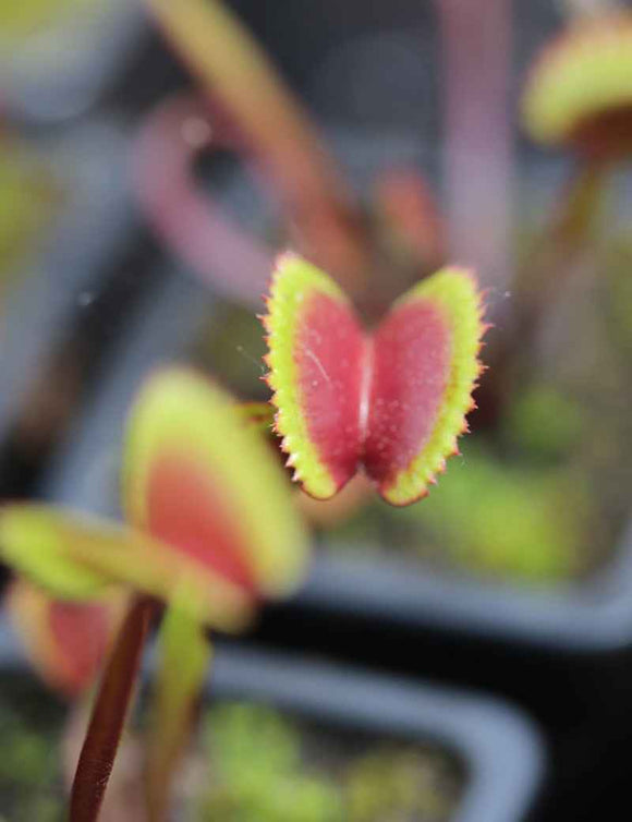 Dionaea muscipula 'Red Piranha' - Mini-mottes