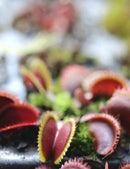 Dionaea muscipula 'Red Piranha' - Mini-mottes
