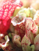 Sarracenia purpurea subsp. venosa - Mini-mottes