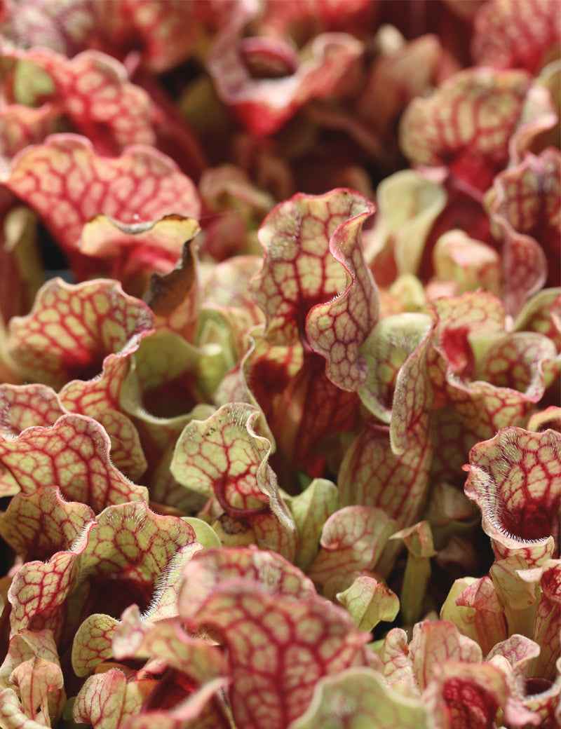 Sarracenia purpurea subsp. venosa - Mini-mottes