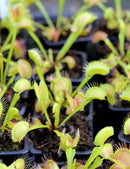 Dionaea muscipula 'FTR1' - Mini-mottes