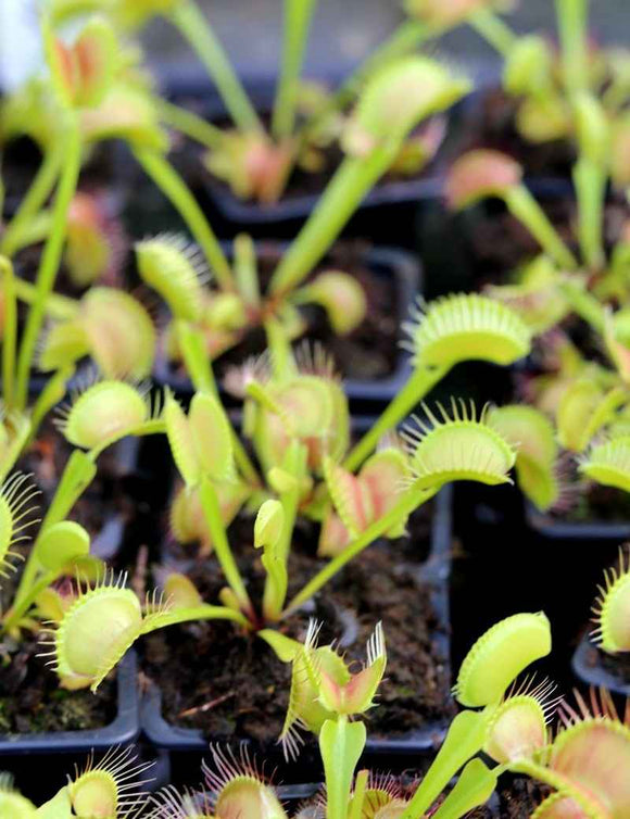 Dionaea muscipula 'FTR1' - Mini-mottes