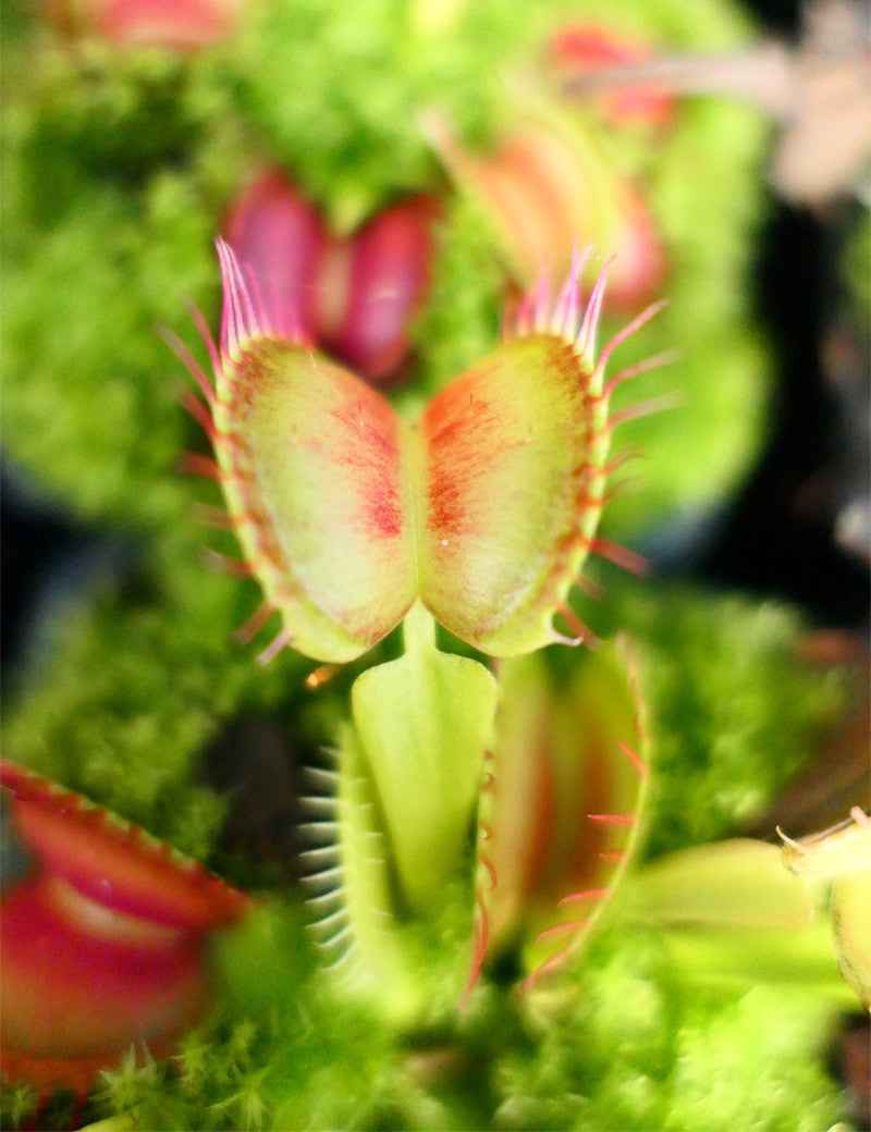 Dionaea muscipula 'FTR1' - Mini-mottes