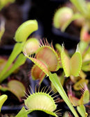 Dionaea muscipula 'FTR1' - Mini-mottes