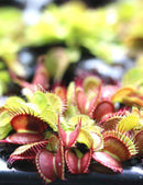Dionaea muscipula 'FTR1' - Mini-mottes