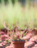 Drosera binata - Mini-mottes