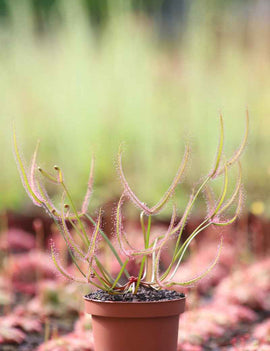 Drosera binata - Mini-mottes
