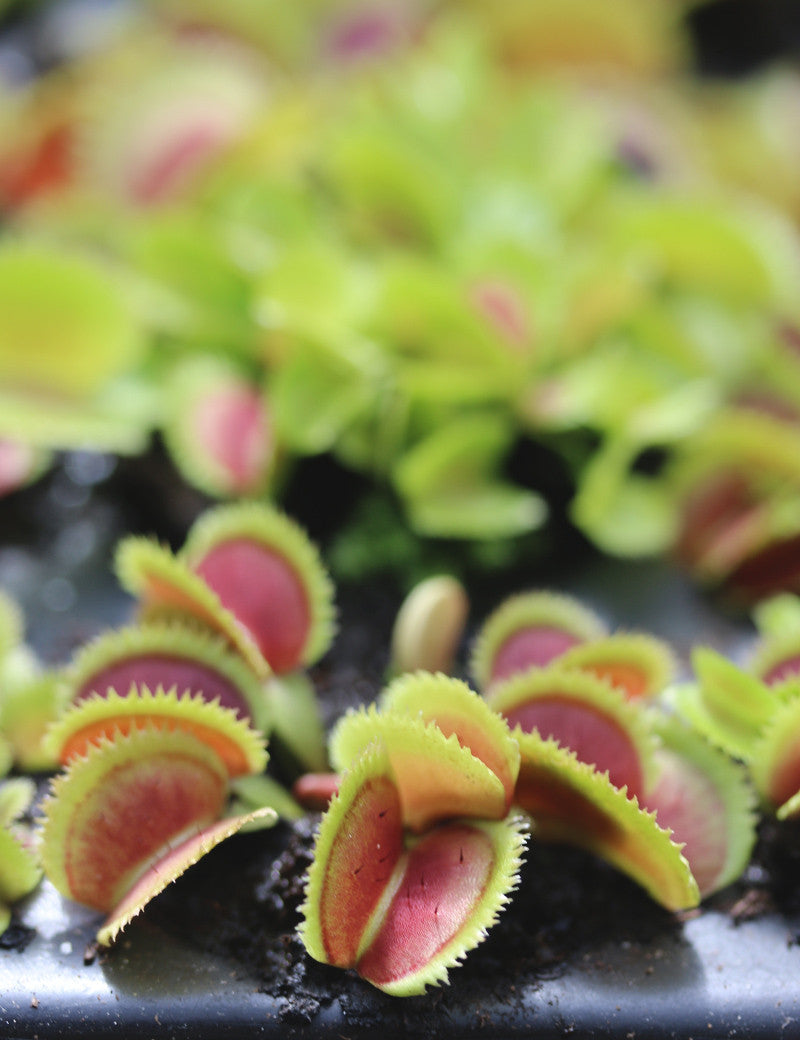 Dionaea muscipula bristle tooth - mini-mottes