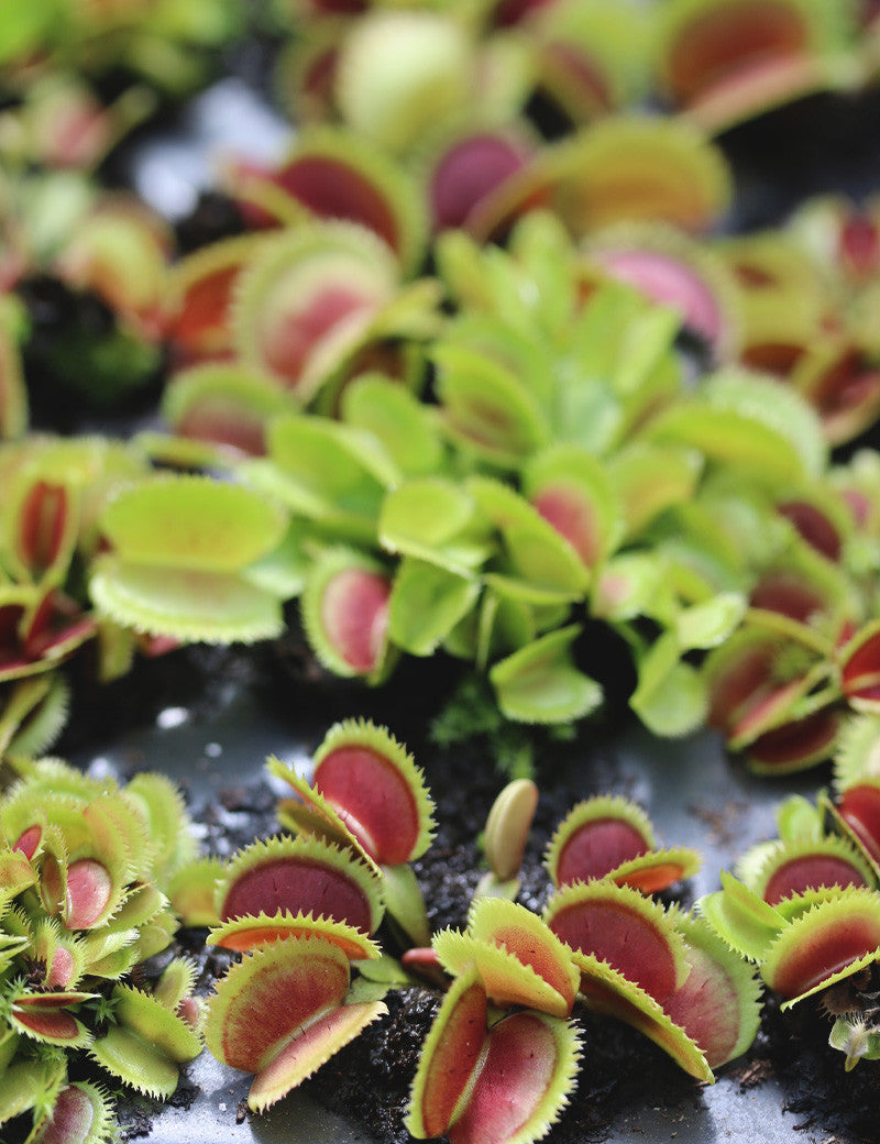 Dionaea muscipula bristle tooth - mini-mottes - 0