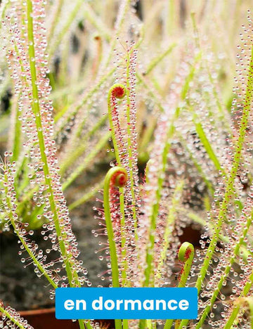 Drosera x hybrida
