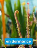 Drosera filiformis 'rouge'