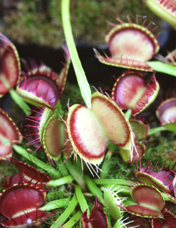 Dionaea Cross Teeth China
