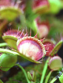 Dionaea Cross Teeth China