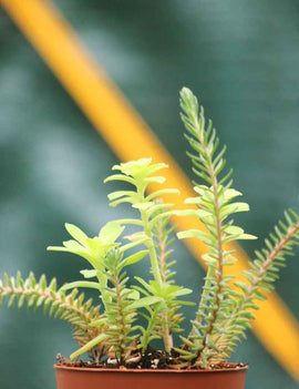 DUO - Sedum palmeri et Sedum reflexum