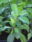 Ficus microcarpa ginseng - Mini-mottes