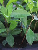 Ficus microcarpa ginseng - Mini-mottes