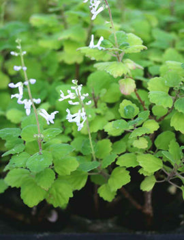 Plectranthus ernestii - Mini-mottes