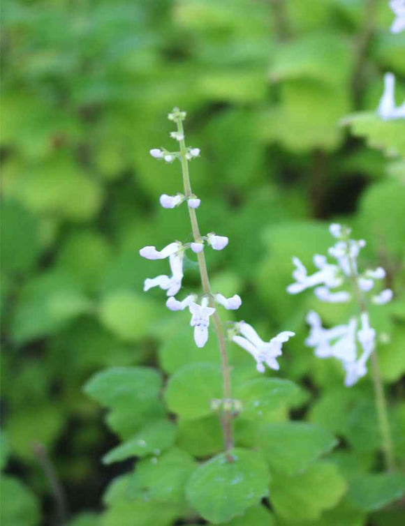 Plectranthus ernestii - Mini-mottes