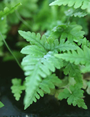 Dryopteris erythrosora - Mini-mottes