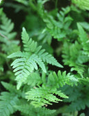 Dryopteris erythrosora - Mini-mottes